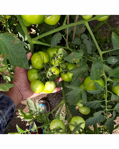 FB-MADHAV F1 HYBRID TOMATO SEEDS (ROUND AND RED)-3