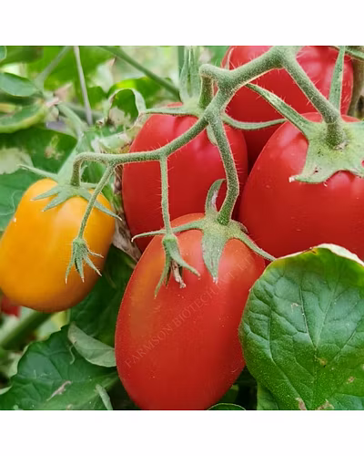 FB- RASHIKA F1Hybrid Tomato Seeds-2