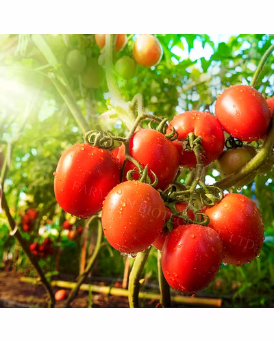 FB- RASHIKA F1Hybrid Tomato Seeds-1