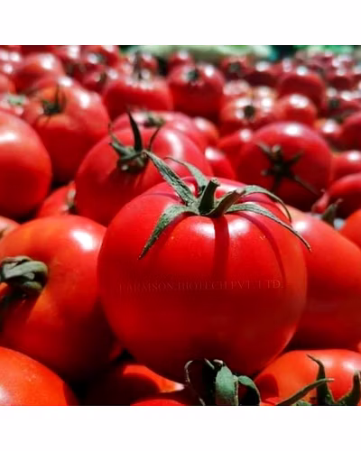FB-JAMBO F1 HYBRID TOMATO SEEDS (BIG ROUND AND RED)-1