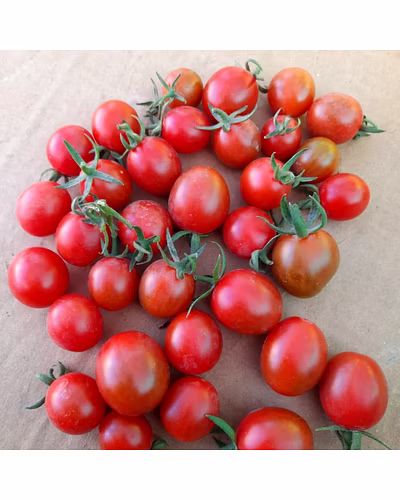 FB-RED PEARL (ROUND) F1 Hybrid Cherry Tomato Seeds-2