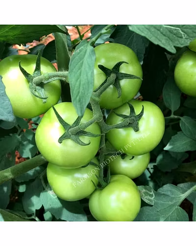 FB-JAMBO F1 HYBRID TOMATO SEEDS (BIG ROUND AND RED)-2