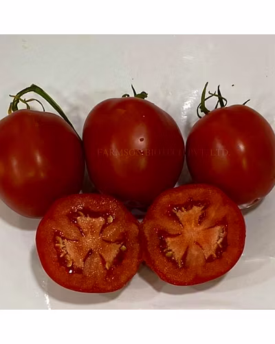 FB-JAMBO F1 HYBRID TOMATO SEEDS (BIG ROUND AND RED)-3