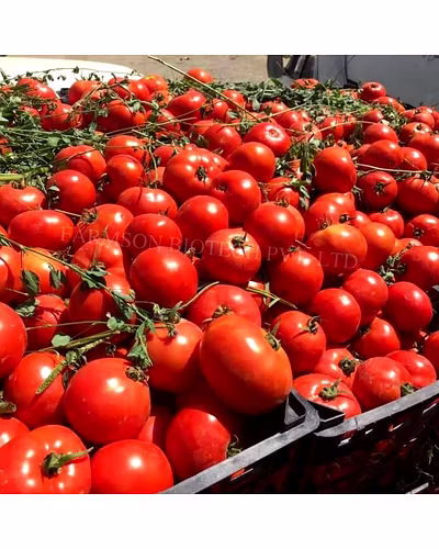 FB-JAMBO F1 HYBRID TOMATO SEEDS (BIG ROUND AND RED)-4