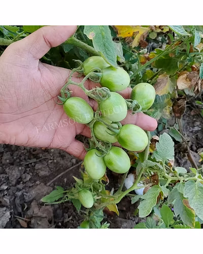 FB-RED BULLET (OVAL) F1 Hybrid Cherry Tomato Seeds-2