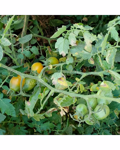 FB-RED BULLET (OVAL) F1 Hybrid Cherry Tomato Seeds-1