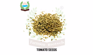 FB-RED PEARL (ROUND) F1 Hybrid Cherry Tomato Seeds