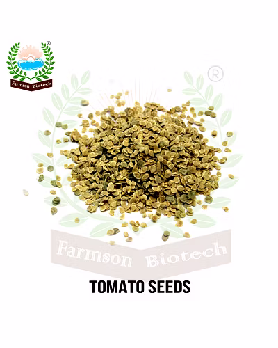 FB-KING F1 HYBRID TOMATO SEEDS-4