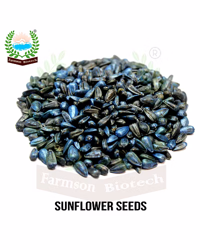 FB-SUN777 F1 HYBRID SUNFLOWER SEEDS-5