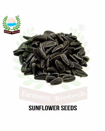 FB-BHASKAR F1 HYBRID SUNFLOWER SEEDS-5