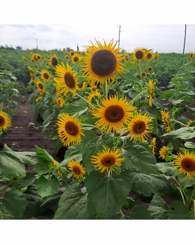 FB-BHASKAR F1 HYBRID SUNFLOWER SEEDS-2