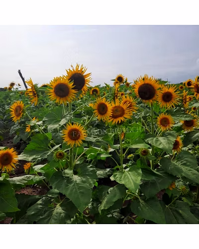 FB-BHASKAR F1 HYBRID SUNFLOWER SEEDS-3