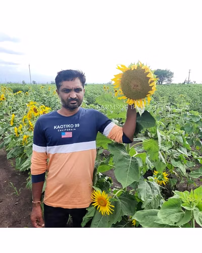 FB-BHASKAR F1 HYBRID SUNFLOWER SEEDS-4