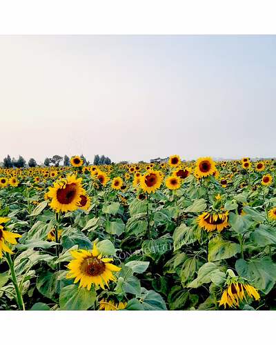 FB-SUN777 F1 HYBRID SUNFLOWER SEEDS-1