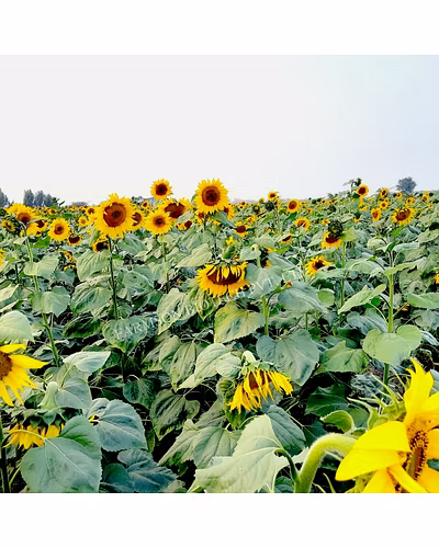 FB-SUN777 F1 HYBRID SUNFLOWER SEEDS-2