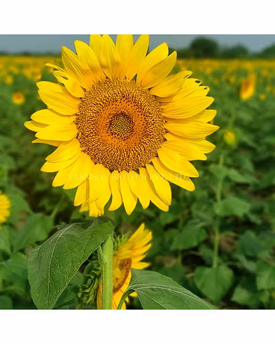 FB-SUN777 F1 HYBRID SUNFLOWER SEEDS-3
