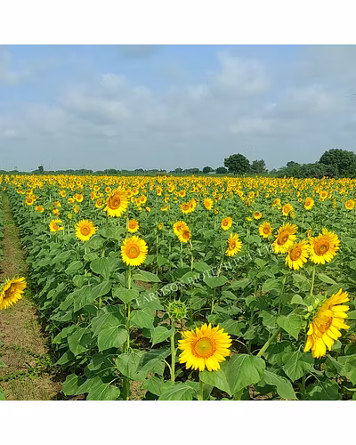 FB-SUN777 F1 HYBRID SUNFLOWER SEEDS-4