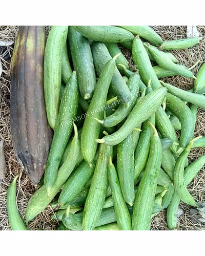 FB-PRABHAS F1 HYBRID SPONGE GOURD SEEDS-4