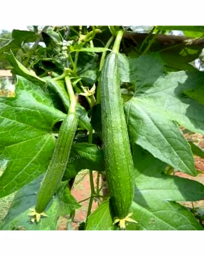 FB-PRABHAS F1 HYBRID SPONGE GOURD SEEDS-3