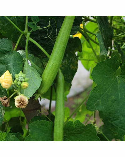 FB-PRABHAS F1 HYBRID SPONGE GOURD SEEDS-1