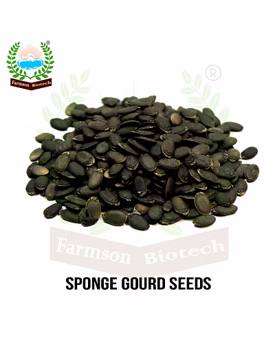 FB-PRABHAS F1 HYBRID SPONGE GOURD SEEDS-5