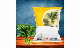 FB-AVANTIKA SPINACH SEEDS