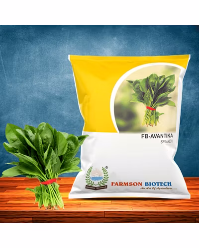 FB-AVANTIKA SPINACH SEEDS-12524396