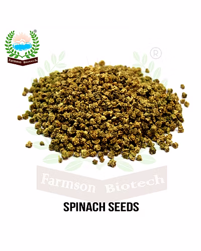 FB-AVANTIKA SPINACH SEEDS-4
