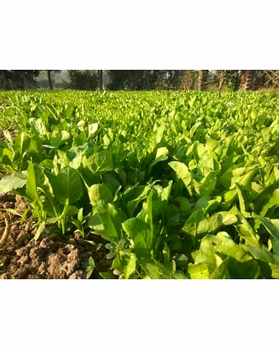 FB-AVANTIKA SPINACH SEEDS-3