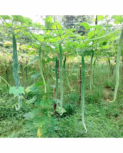 FB-NARMADA F1 HYBRID SNACK GOURD SEEDS-3