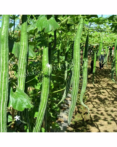 FB-NARMADA F1 HYBRID SNACK GOURD SEEDS-2