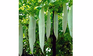 FB-TAPI F1 HYBRID SNACK GOURD SEEDS