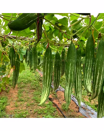 FB-TAPI F1 HYBRID SNACK GOURD SEEDS-1