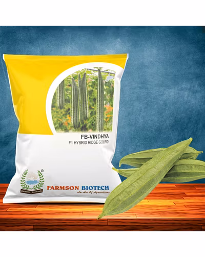 FB-VINDHYA F1 HYBRID RIDGE GOURD SEEDS-4