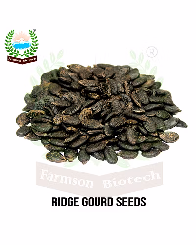 FB-REVA F1 HYBRID RIDGE GOURD SEEDS-5