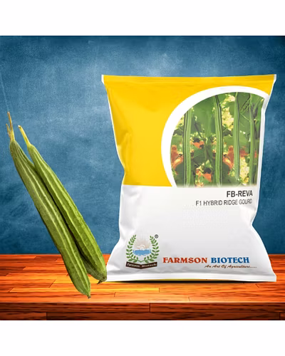 FB-REVA F1 HYBRID RIDGE GOURD SEEDS-12524434