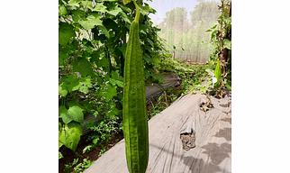 FB-VINDHYA F1 HYBRID RIDGE GOURD SEEDS
