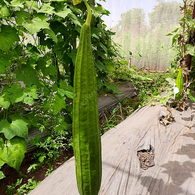 farmson biotech private limited fb-vindhya f1 hybrid ridge gourd seeds