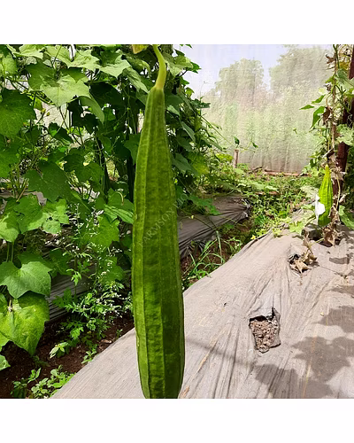 FB-VINDHYA F1 HYBRID RIDGE GOURD SEEDS-12524420