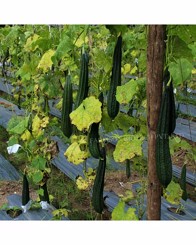 FB-VINDHYA F1 HYBRID RIDGE GOURD SEEDS-1