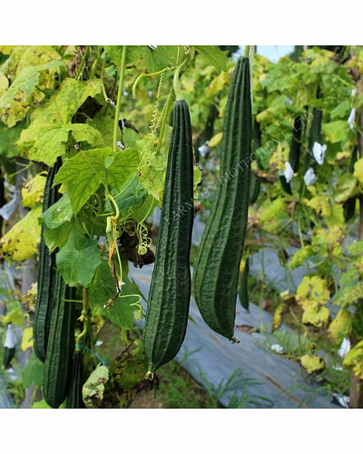 FB-VINDHYA F1 HYBRID RIDGE GOURD SEEDS-2
