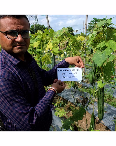FB-VINDHYA F1 HYBRID RIDGE GOURD SEEDS-3