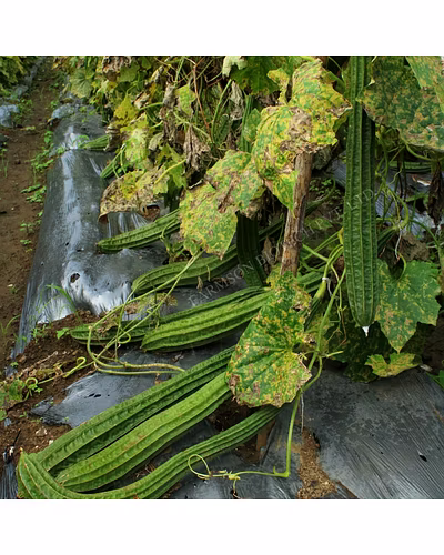 FB-REVA F1 HYBRID RIDGE GOURD SEEDS-1