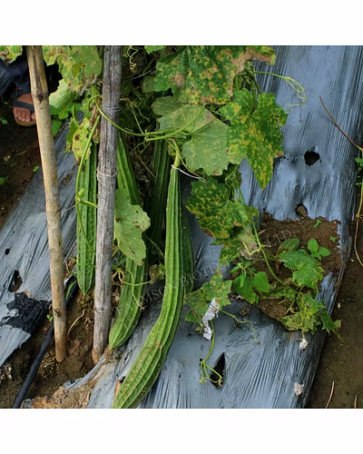 FB-REVA F1 HYBRID RIDGE GOURD SEEDS-2