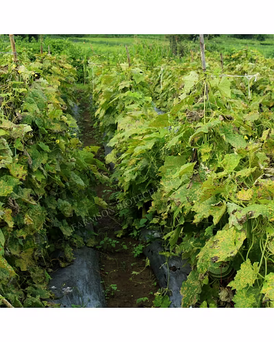 FB-REVA F1 HYBRID RIDGE GOURD SEEDS-3