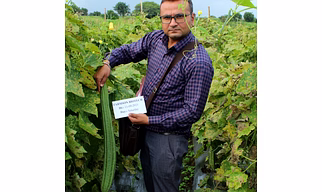 FB-REVA F1 HYBRID RIDGE GOURD SEEDS