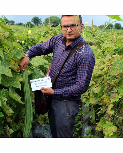 FB-REVA F1 HYBRID RIDGE GOURD SEEDS-4
