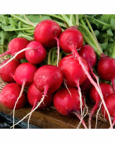 FB-RED RUBBY Red Radish Seeds-1