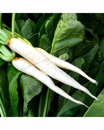 FB-SWETA RADISH SEEDS-1