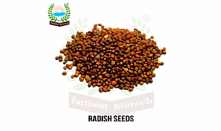 FB-RED RUBBY Red Radish Seeds